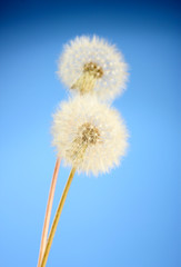 Beautiful dandelions with seeds on blue background