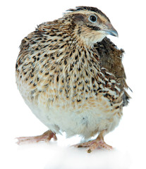 Young quail isolated on white