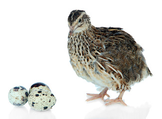 Young quail with eggs isolated on white