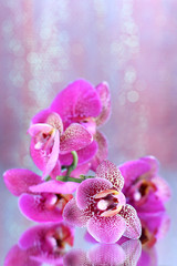 Naklejka na ściany i meble Beautiful orchid on purple background