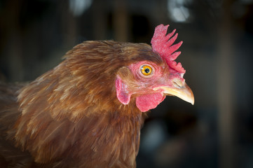 Lohmann Brown chicken