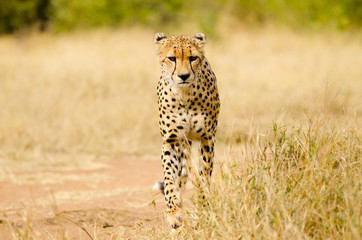 Cheetah Walking in a South Africa Savannah, Kruger National Park
