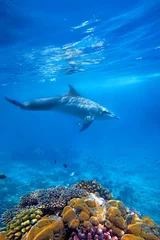 Fotobehang Dolfijnen en koralen © Kjersti