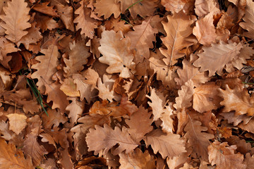 Autumn leaves background