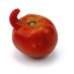 unusual tomato isolated on white background