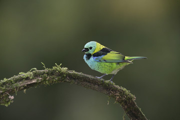Green-headed tanager, Tangara seledon