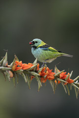 Obraz premium Green-headed tanager, Tangara seledon