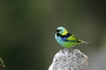 Fototapeta premium Green-headed tanager, Tangara seledon