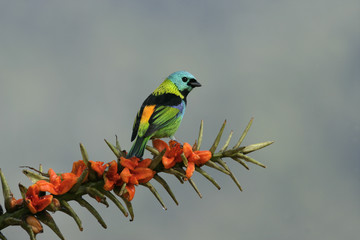 Green-headed tanager, Tangara seledon