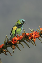Green-headed tanager, Tangara seledon