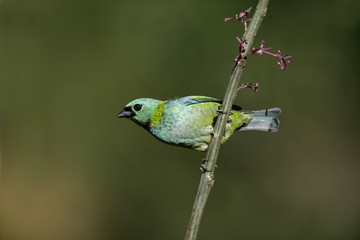 Green-headed tanager, Tangara seledon