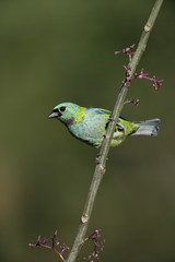 Green-headed tanager, Tangara seledon