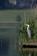 Grey heron, Ardea cinerea
