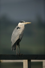 Fototapeta premium Grey heron, Ardea cinerea