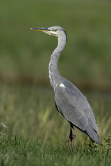 Grey heron, Ardea cinerea