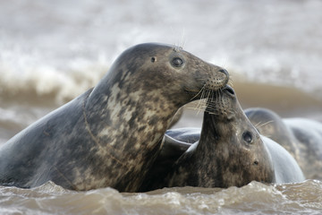 Obraz premium Grey seal, Halichoerus grypus