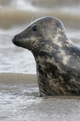Fototapeta premium Grey seal, Halichoerus grypus