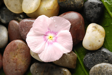 Fototapeta na wymiar Colorful stones pink flower on a leaf