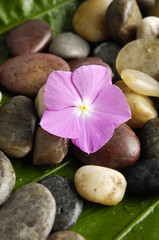 Fototapeta na wymiar Pile of stones and pink flower on a leaf