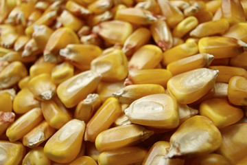 Corn