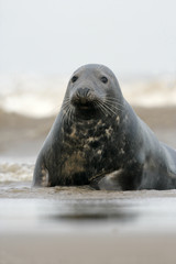 Fototapeta premium Grey seal, Halichoerus grypus
