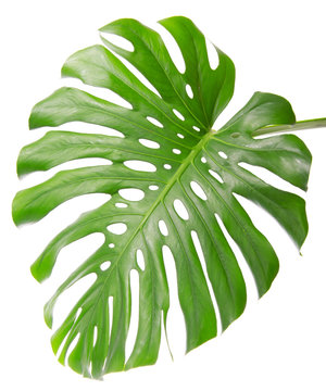 Fototapeta Single Monsteras leaf