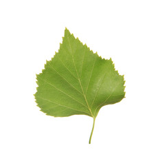 Green birch leaf