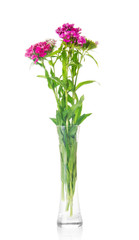 Bouquet of carnations in the glass transparent vase