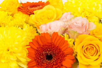 Blütenteppich Gerbera