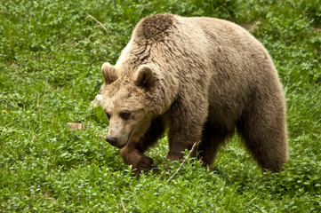 Fototapeta na wymiar orso