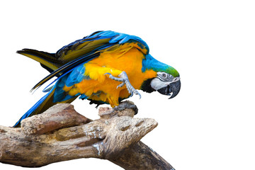 Macaw parrot isolated on white background © potowizard