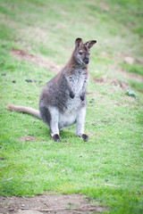 Naklejka premium Wallaby de Bennett