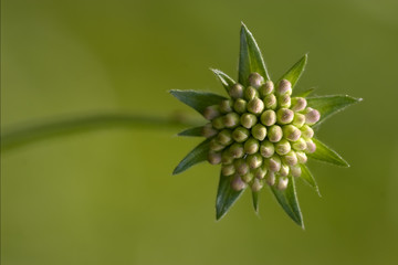 liliacee  green background