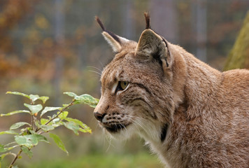 Fototapeta premium Eurasischer Luchs - [Lynx lynx]