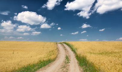 Fototapeta na wymiar country road in gold wheat field