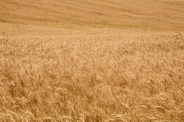 bacground from ripe ears of wheat field