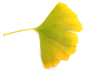 Naklejka premium Ginkgo Biloba Leaves