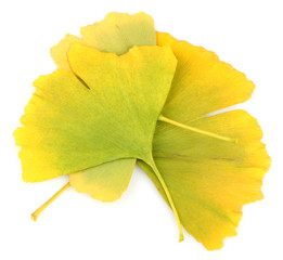 Ginkgo Biloba Leaves