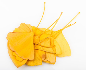 Naklejka premium Ginkgo Biloba Leaves