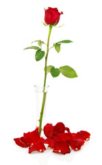 Red rose in vase with petals and beads