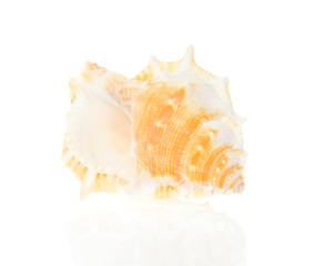 Seashell close up isolated on white