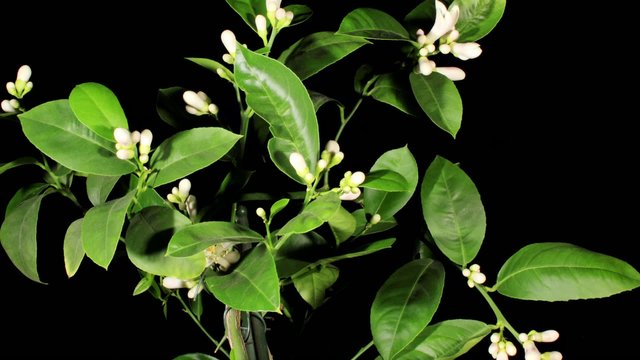Lemon blossoms on the black background (Citrus limon L.) timelap