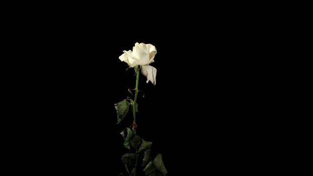 Blooming white roses on the black background, timelapse