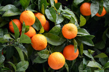 Orange tree with ripe oranges-horizontal