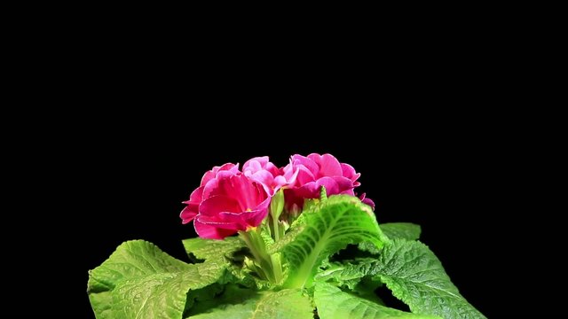 Flowering pink primula on the black background (Primula vulgaris