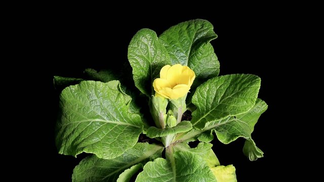 Flowering yellow primula on the black background (Primula)