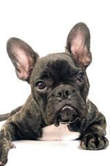 French bulldog