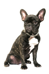 French bulldog