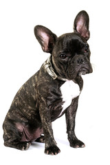 French bulldog