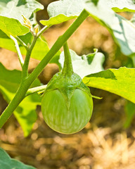 eggplant hanging on tree